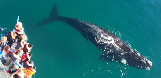 Un velero embistió intencionalmente a una ballena y buscan a sus ocupantes