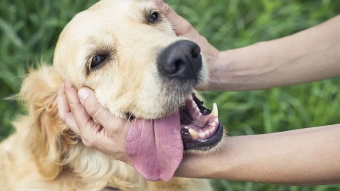 PERRO
