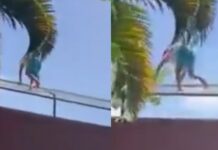 Tragedia en Brasil: un joven ingresó a la jaula de una leona y falleció al instante