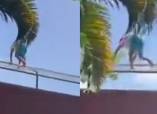 Tragedia en Brasil: un joven ingresó a la jaula de una leona y falleció al instante
