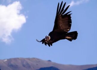 Neuquén realizará un nuevo Censo Simultáneo de Cóndor Andino