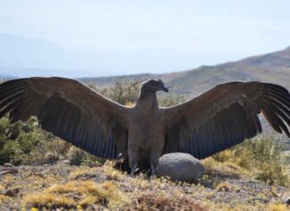 De no poder levantar vuelo a recuperar el cielo: la historia que emociona a Neuquén