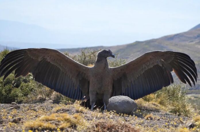 condor rescatado