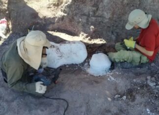 Encontraron nuevos restos de dinosaurios en Neuquén
