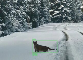 El “Gran Hermano” de la fauna: la tecnología que reconoce animales en la Patagonia