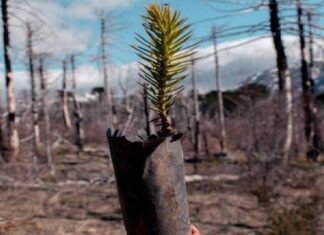 Lanzan campaña para restaurar bosque nativo con miles de araucarias