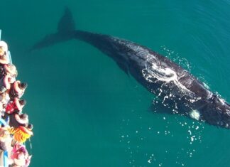 Un velero embistió intencionalmente a una ballena y buscan a sus ocupantes