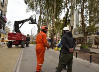 Neuquén: Comienza el operativo de poda correctiva de eucaliptos en las diagonales de la ciudad
