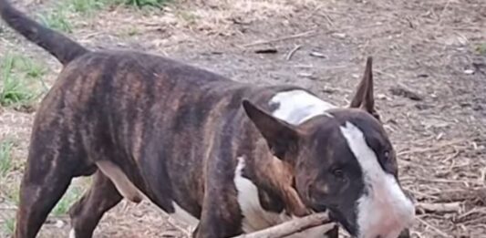 Una mujer asesinó brutalmente al perro de un vecino