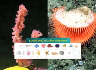 El CONICET presenta un álbum de figuritas digital para identificar criaturas marinas