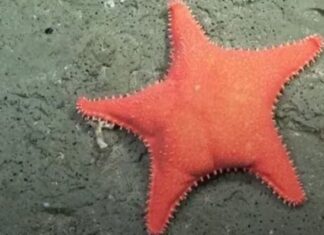 El CONICET inicia una nueva exploración científica: cómo y dónde verla