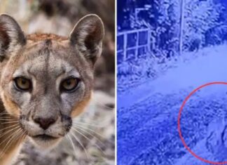 Un puma camina por las calles de Pilar y activaron el protocolo de seguridad