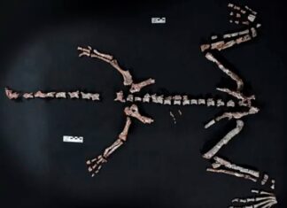 La Rioja: científicos del CONICET descubren uno de los dinosaurios más antiguos del mundo