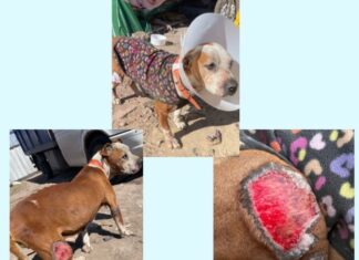 Paz pelea por recuperarse: rifa solidaria busca cubrir sus tratamientos