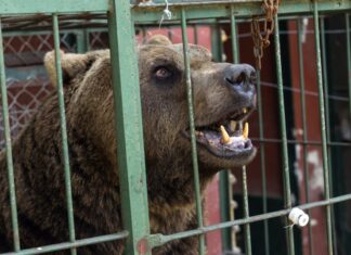 Animales atrapados en cautiverio reciben su libertad: el mega rescate de Luján