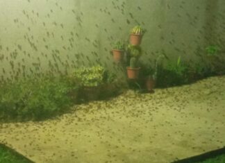 Alarma en CABA por una invasión de insectos voladores
