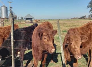 Una diputada K impulsó una polémica tasa al metano de las vacas y estalló la reacción del campo