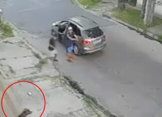 Lanús: un pitbull enfrentó a seis ladrones y le salvó la vida a un hombre