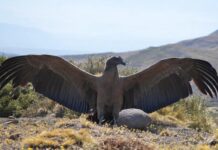De no poder levantar vuelo a recuperar el cielo: la historia que emociona a Neuquén