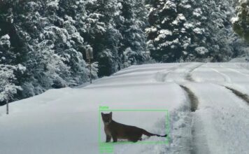 El “Gran Hermano” de la fauna: la tecnología que reconoce animales en la Patagonia