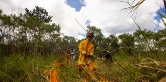 Con satélites y drones, crean un sistema para detectar incendios en tiempo real