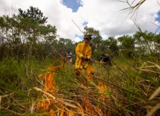Con satélites y drones, crean un sistema para detectar incendios en tiempo real