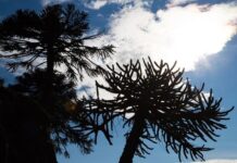 Aluminé se prepara para la XVII Fiesta Nacional del Pehuén durante Semana Santa