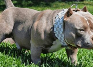 Imputaron a un hombre por crueldad animal tras matar a una perra de un golpe