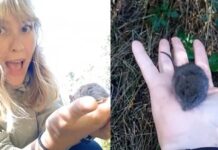 Publicó un video con un ratón silvestre y recibió advertencias por hantavirus