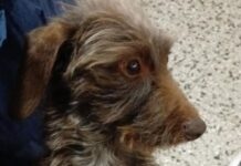 Lo salvaron de la ruta y hoy su familia lo busca en Neuquén: ofrecen recompensa