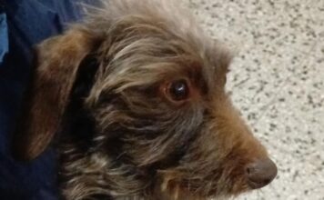 Lo salvaron de la ruta y hoy su familia lo busca en Neuquén: ofrecen recompensa