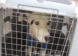 Una alerta por app derivó en allanamiento y rescate de un perro