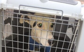 Una alerta por app derivó en allanamiento y rescate de un perro