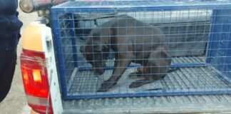 Furia y maltrato: golpeó a su mascota luego de que mordiera a un menor