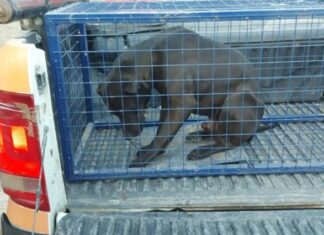 Furia y maltrato: golpeó a su mascota luego de que mordiera a un menor
