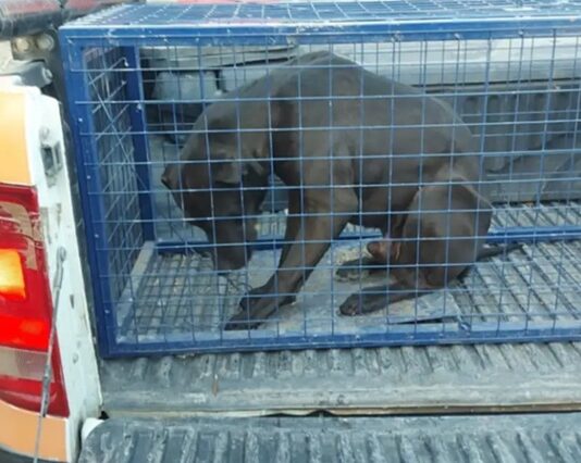 Furia y maltrato: golpeó a su mascota luego de que mordiera a un menor