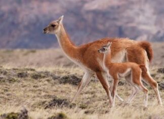 Carne de jabalí y guanaco: Río Negro prepara una ley para habilitar su venta