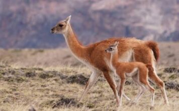Carne de jabalí y guanaco: Río Negro prepara una ley para habilitar su venta
