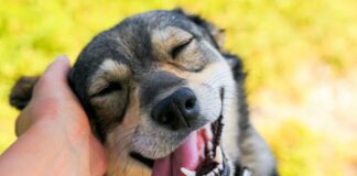 Día Mundial del Perro: cinco actividades para fortalecer el vínculo con tu mascota
