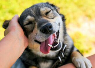 Día Mundial del Perro: cinco actividades para fortalecer el vínculo con tu mascota