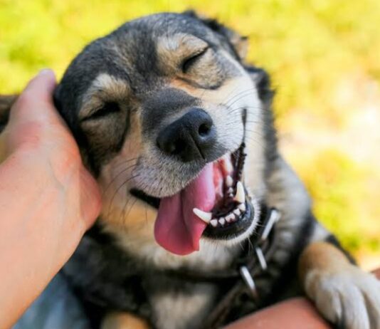 Día Mundial del Perro: cinco actividades para fortalecer el vínculo con tu mascota