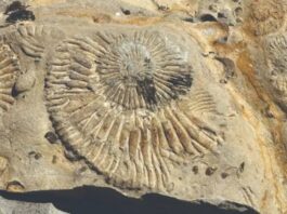 Un viaje al Jurásico: el norte neuquino invita a descubrir el antiguo mar de Vaca Muerta