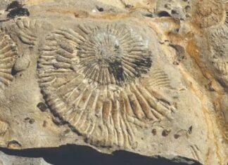 Un viaje al Jurásico: el norte neuquino invita a descubrir el antiguo mar de Vaca Muerta