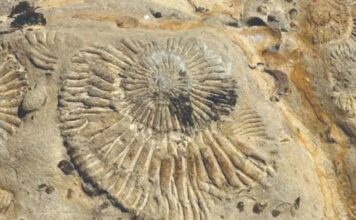 Un viaje al Jurásico: el norte neuquino invita a descubrir el antiguo mar de Vaca Muerta