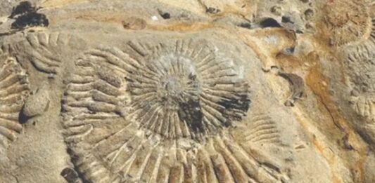 Un viaje al Jurásico: el norte neuquino invita a descubrir el antiguo mar de Vaca Muerta