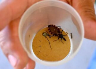Neuquén sostiene el estatus de territorio libre de transmisión vectorial de Chagas