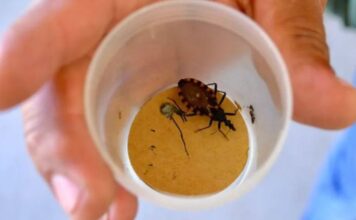 Neuquén sostiene el estatus de territorio libre de transmisión vectorial de Chagas