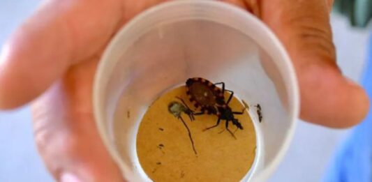 Neuquén sostiene el estatus de territorio libre de transmisión vectorial de Chagas