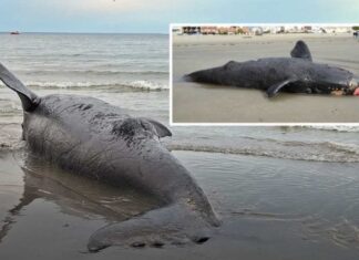 Dolor en Puerto Madryn: encontraron muertas a otras dos crías de ballena franca austral