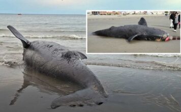 Dolor en Puerto Madryn: encontraron muertas a otras dos crías de ballena franca austral